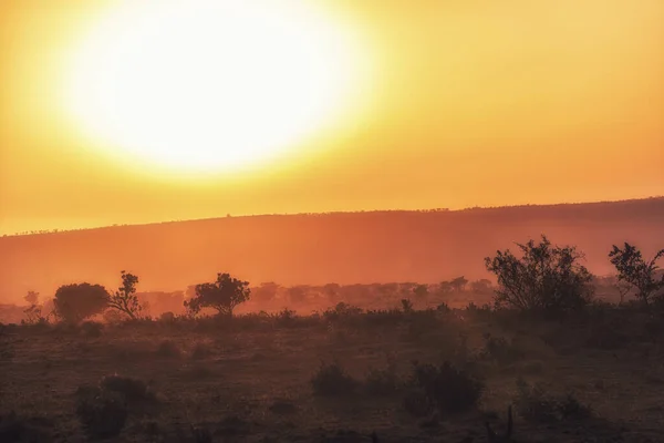 Ранній Ранковий Схід Сонця Деревами Кущами Силуети Жовтий Колір Неба — стокове фото