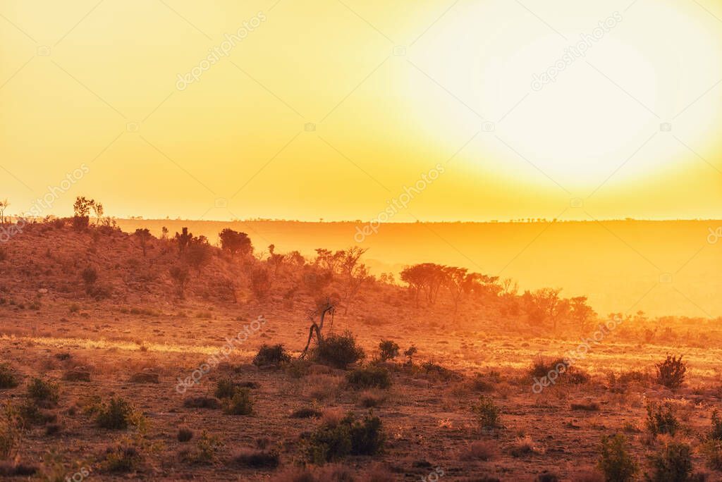 Early morning sunrise with trees and bushes silhouettes and yellow sky color