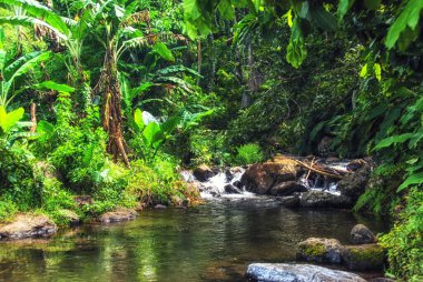 Suva, Fiji 'nin yağmur ormanlarındaki verimli tropikal bitki örtüsüyle çevrili engebeli dağ deresi.