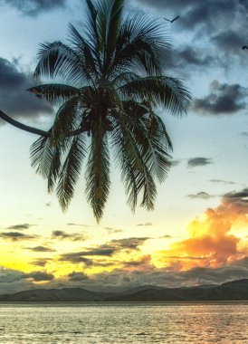 Plajdaki palmiye ağacı gökyüzüne karşı, Taveuni, Fiji