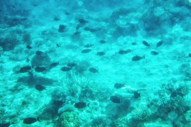 Mercan kayalıkları, Coral Coast, Viti Levu, Fiji, Güney Pasifik.