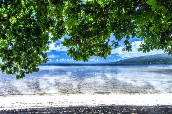 South Pacific, Fiji, Taveuni, Foliage hangs over a deserted beach on the west coast of Taveuni  Island.