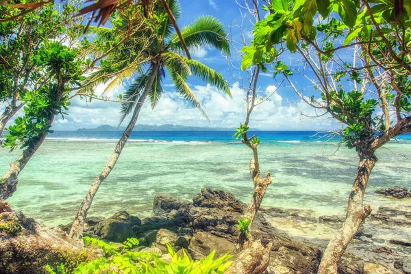 Palmuja Trooppisella Rannalla Fidzisaarilla Eteläisellä Tyynellämerellä — kuvapankkivalokuva