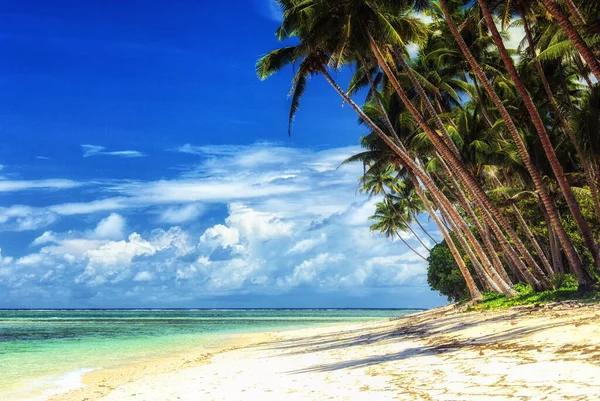 Palmen Über Weißem Strand Auf Der Insel Taveuni Fidschi Südpazifik — Stockfoto