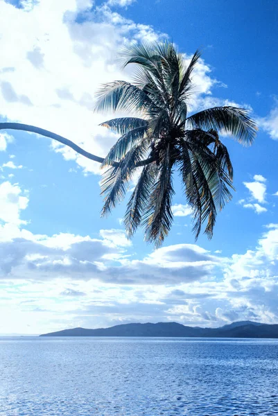 Palmera Playa Contra Cielo Taveuni Fiji — Foto de Stock