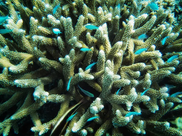 Récif Corallien Côte Corail Viti Levu Fidji Pacifique Sud — Photo