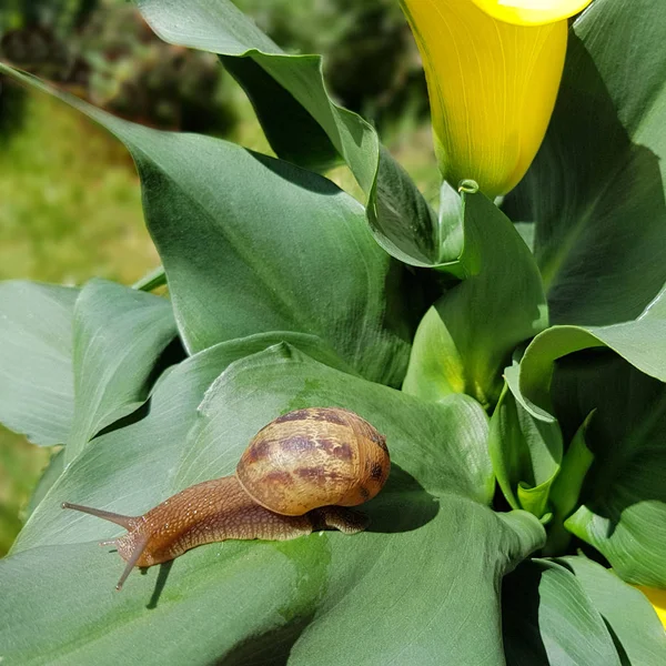 Caracol Rastejando Sobre Flor Amarela Close Livre — Fotografia de Stock