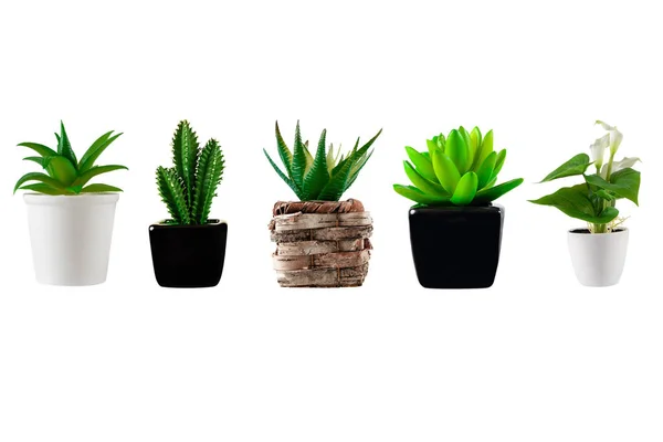 Coleção de várias plantas decoradas em diferentes vasos isolados em um branco — Fotografia de Stock