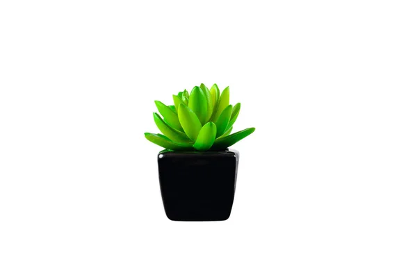 Декоративный зелёный цветок в чёрной вазе. Изолированный на белом фоне . — стоковое фото