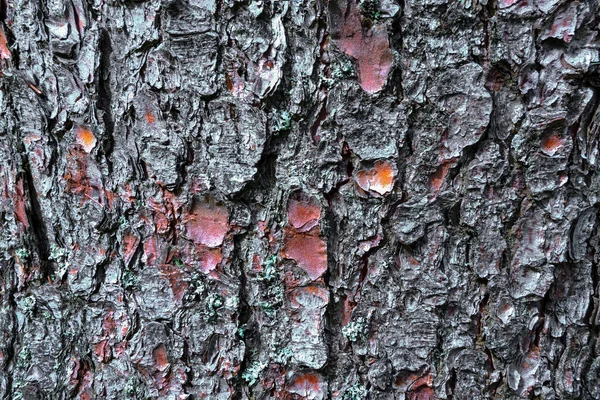 Gamla träd bark konsistens, mönster, närbild — Stockfoto