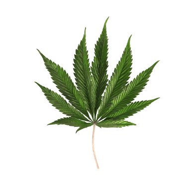 Beyaz arkaplanda marihuana yaprağı izole