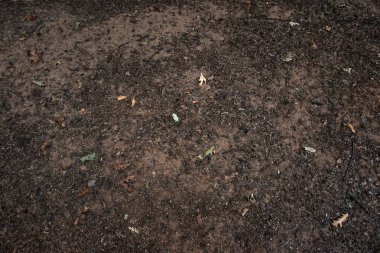 Orman arka plan zemin doğada Toprak, yakın