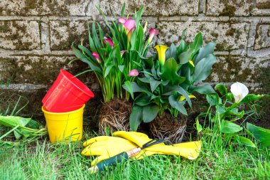 Bahar çiçekleri ekiyorum. Saksılarda bahçe aletleri ve bitkiler 