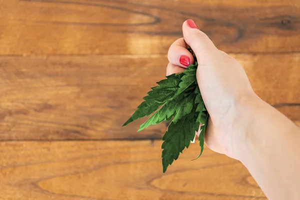 Cannabis löv pressas i handflatan. Symbol för förbud. Förbud mot lagring, användning, odling av hampa. Synpunkt POV. — Stockfoto