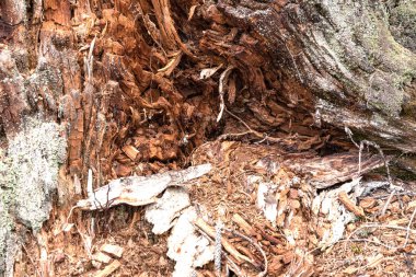 Eski ağaç kütüğü arka plan, ahşap doku