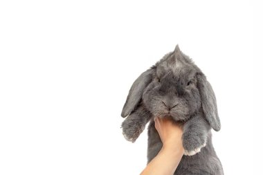 Beyaz arka plan üzerinde izole elinde kat gri tavşan Portresi