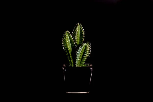 Flor verde decorativa em vaso preto isolado sobre fundo preto . — Fotografia de Stock