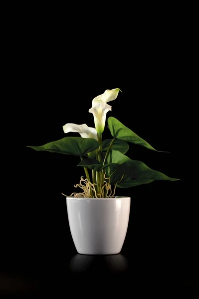 Flor verde decorativa em vaso branco isolado sobre fundo preto . — Fotografia de Stock