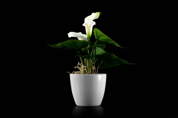 Flor verde decorativa em vaso branco isolado sobre fundo preto . — Fotografia de Stock