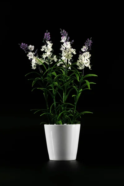 Flores brancas e roxas decorativas em vaso branco isolado em fundo preto . — Fotografia de Stock