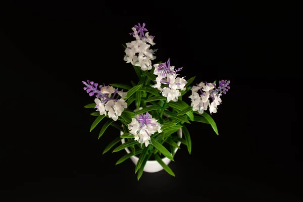 Flores brancas e roxas decorativas em vaso branco isolado em fundo preto. Vista superior . — Fotografia de Stock