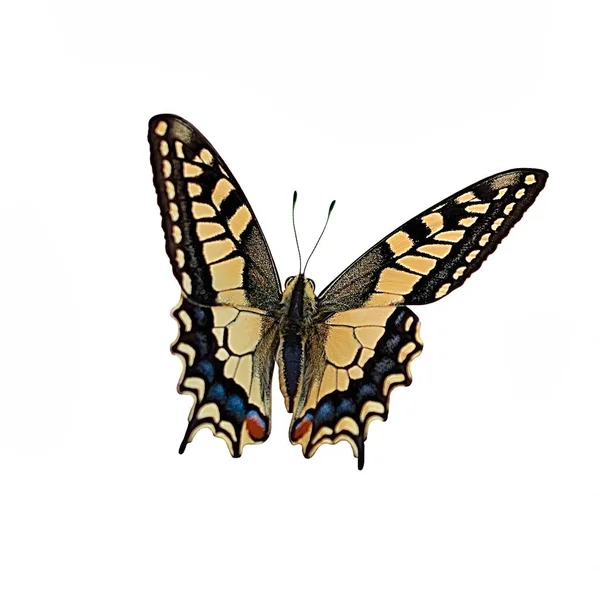 在白色背景上孤立的彩色蝴蝶/蛾 — 图库照片
