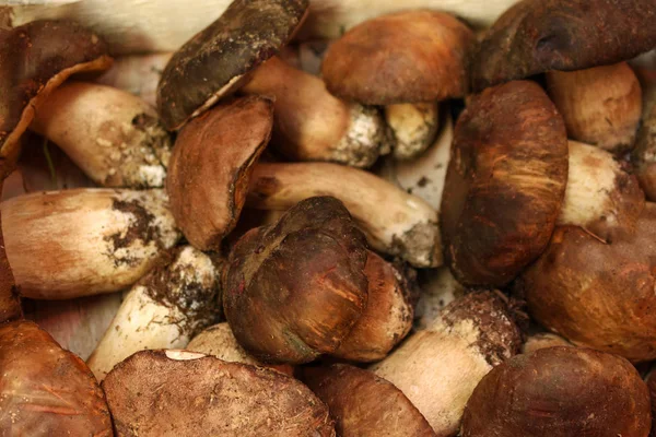 Os cogumelos porcini frescos fecham — Fotografia de Stock