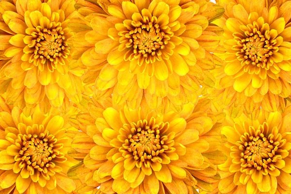 Floral yellow abstract collage. Flowers background — Stock Photo, Image