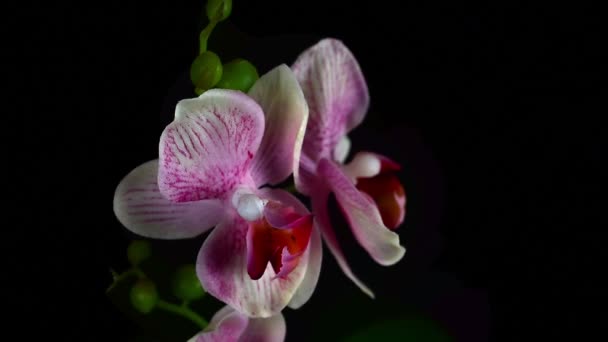 Närbild av en vacker rosa orkidé blomma virvlar — Stockvideo