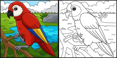 Bu renkli sayfa Amazon papağanını gösteriyor. Bu illüstrasyonun bir tarafı renkli ve çocuklar için bir ilham kaynağı..