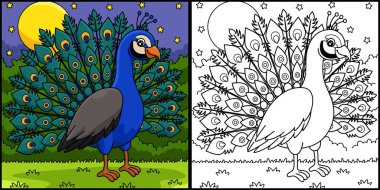 Bu renkli sayfa bir tavus kuşunu gösteriyor. Bu illüstrasyonun bir tarafı renkli ve çocuklar için bir ilham kaynağı..