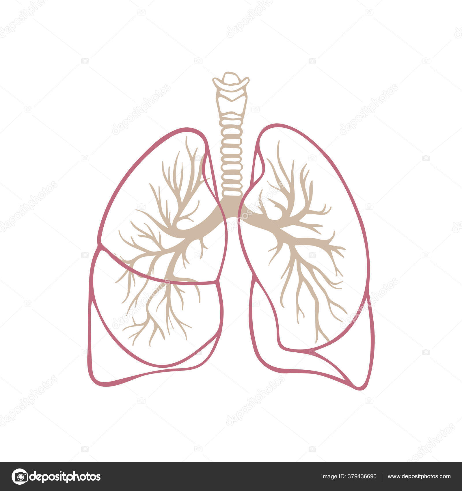 Human Lungs with Plant Branches and Leaves Growing from an Organ,Line art  drawing,vector.Black and white sketch,creative idea for  logo,icon,print,emblems and more.Human Internal Organ Lungs abstract  10475025 Vector Art at Vecteezy