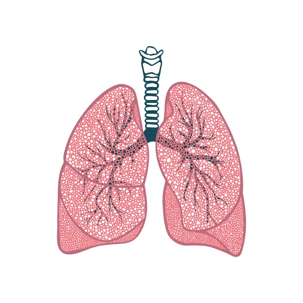 Πνεύμονες Εικονογράφηση Φορέα Του Αναπνευστικού Συστήματος Χέρι Πνεύμονες Vintage Σχέδιο — Διανυσματικό Αρχείο