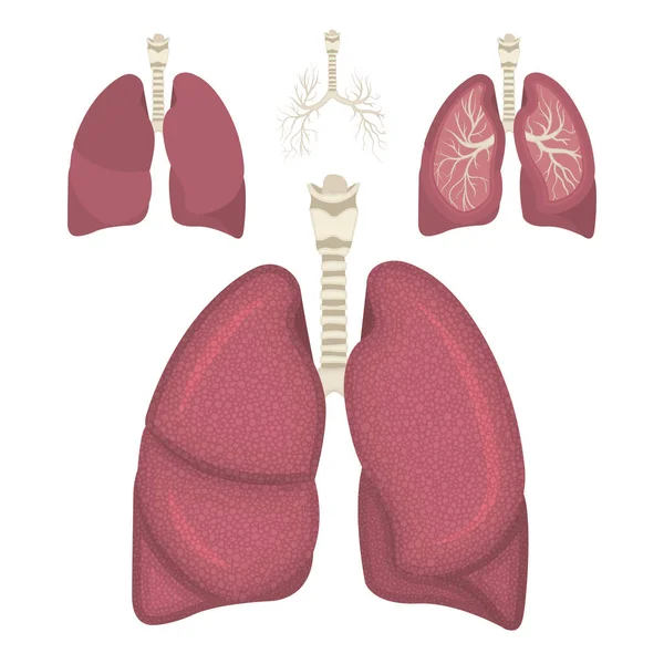 Plíce Reálná Vektorová Ilustrace Dýchacího Systému Plíce Jiném Úhlu Pohledu — Stockový vektor