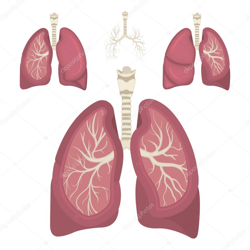 Lungs. Respiratory system realistic vector illustration. Lungs in different view. Part of set.