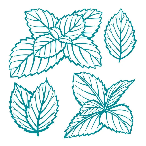 造幣局 ペパーミントの葉は手描きベクトルイラストセット ミントの葉のスケッチ図 — ストックベクタ