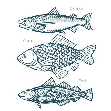 Balık. Balık eliyle çizilmiş vektör çizimleri ayarlandı. Somon, sazan ve morina balığı eskiz koleksiyonu. Kümenin bir parçası.