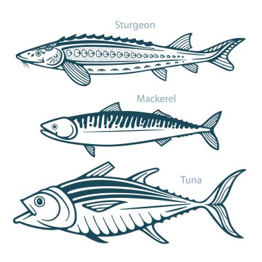 Balık. Balık eliyle çizilmiş vektör çizimleri ayarlandı. Mersin balığı, uskumru ve ton balığı eskiz koleksiyonu. Kümenin bir parçası.