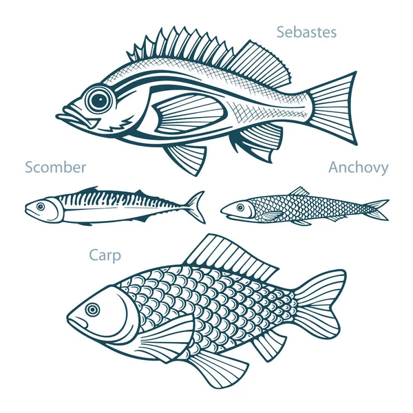 Fish Fish Hand Drawn Vector Illustrations Set Sebastes Scomber Anchovy — Stock Vector