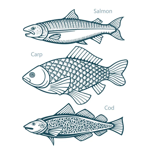 Peixe Conjunto Ilustrações Vetoriais Desenhadas Mão Peixe Coleção Salmão Carpa — Vetor de Stock