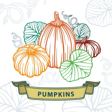 Pumpkins, klasik el çizimi vektör çizimleri hasat ediyor. Farklı boyutlarda ve şekillerde balkabakları, yaprak ve sarmaşıklar ve retro tarzı afişler. Kümenin bir parçası.