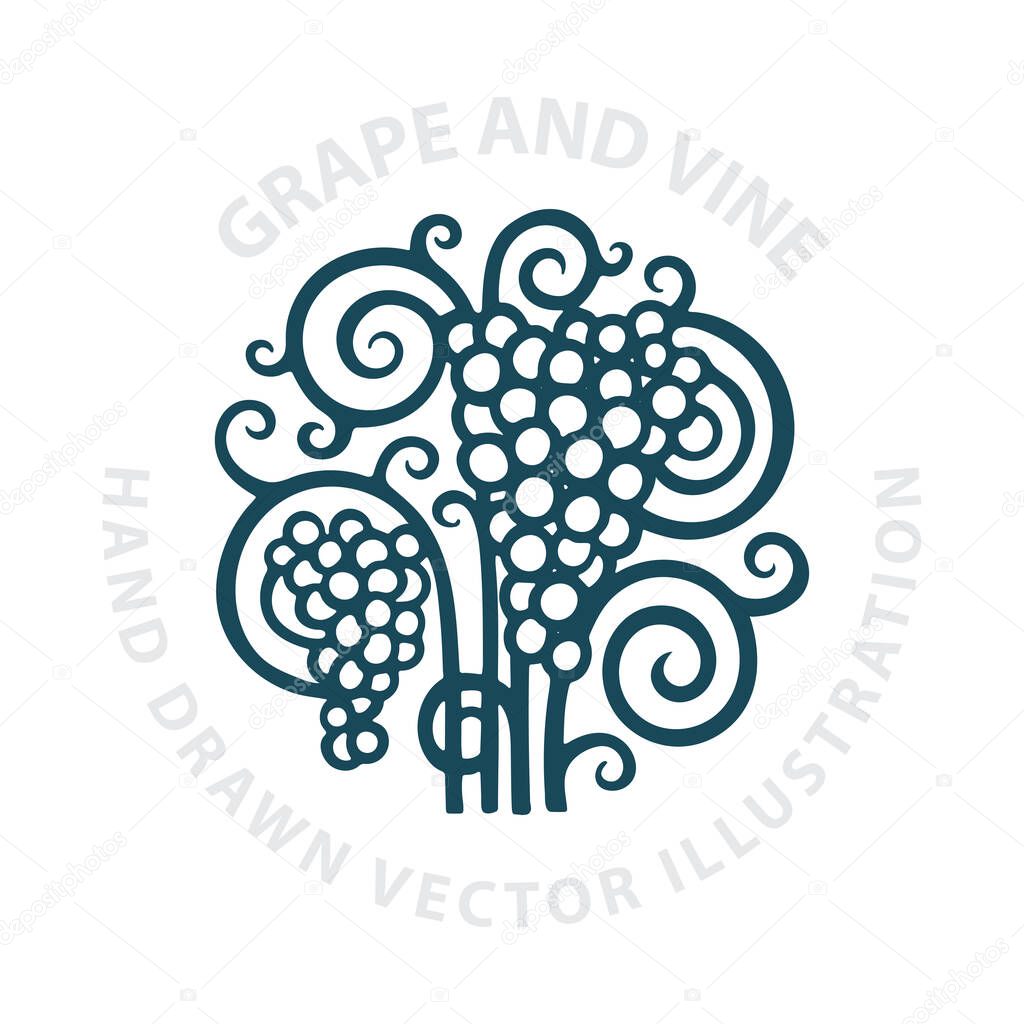 Grape and vine. Grape bunch hand drawn vector illustration. Part of set.