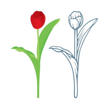 Lale. Gerçekçi düz stil ve el çizimi laleler. Lale çizimi. 