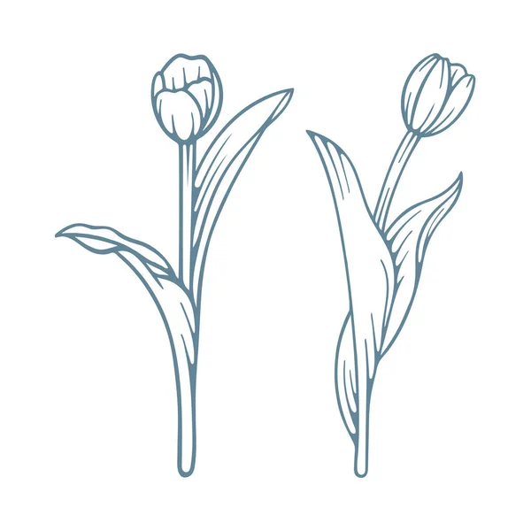 Tulipano Set Tulipani Stile Incisione Disegnati Mano Disegno Schizzo Tulipano — Vettoriale Stock