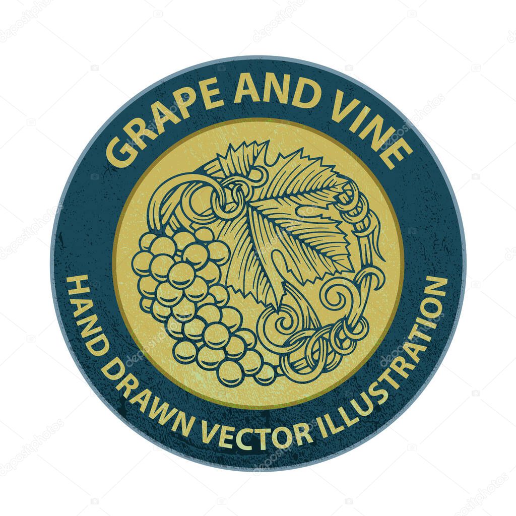 Grape and vine logo. Grape and vine vintage engraving style vector illustration.  