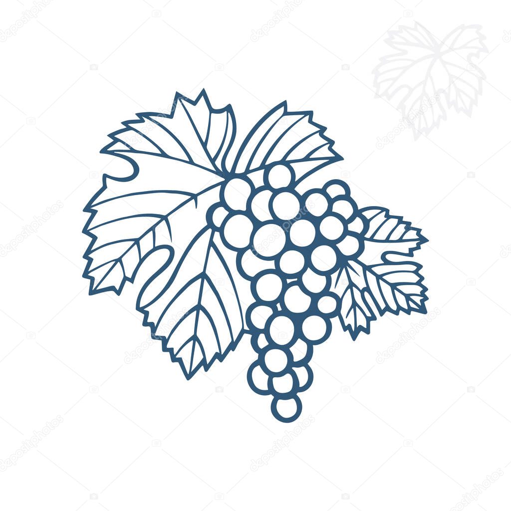 Grape. Hand drawn grape and vine engraving style illustration. Bunch of grapes vector design element. Grape and vine logo and ornament. Part of set.