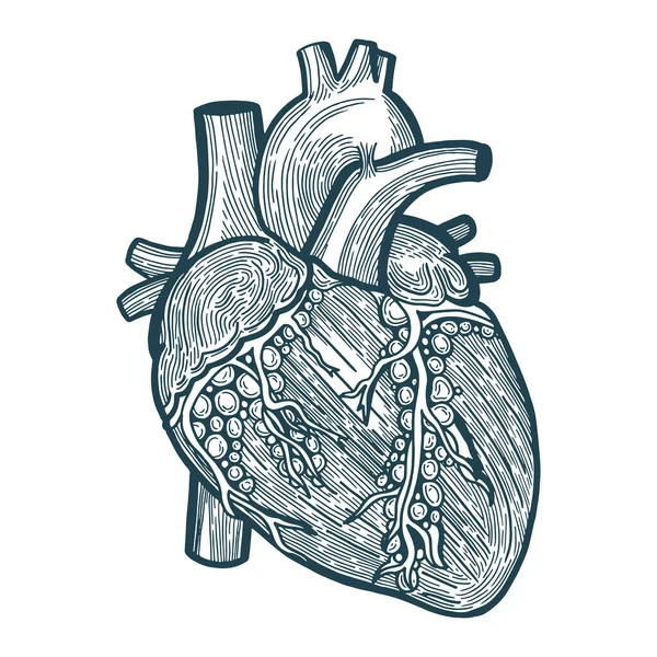 Corazón Corazón Grabado Estilo Dibujo Boceto Ilustración Vector Corazón Dibujado — Archivo Imágenes Vectoriales
