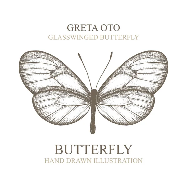 Vlinder Greta Oto Glas Gevleugelde Vlinder Vlinder Met Hand Getekend — Stockvector