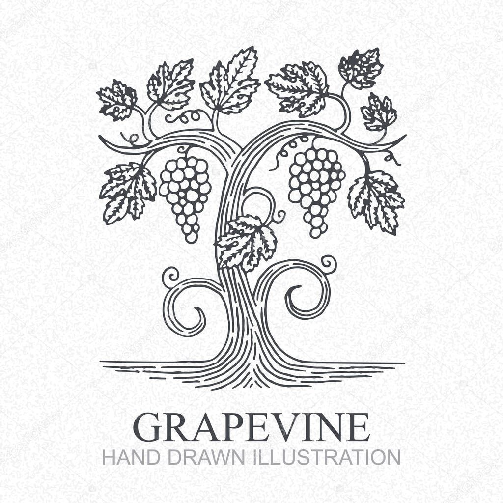 Grape vine. Vineyard engraving style hand drawn vector illustration. Grape and vine logo.