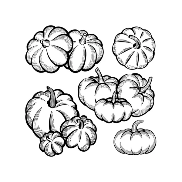 Pumpkin Pumpkins Hand Drawn Vector Illustrations Set Pumpkin Sketch Drawing — Stock Vector
